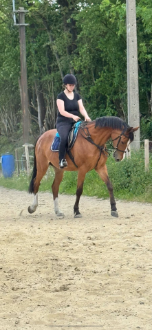 jument de sport à vendre 