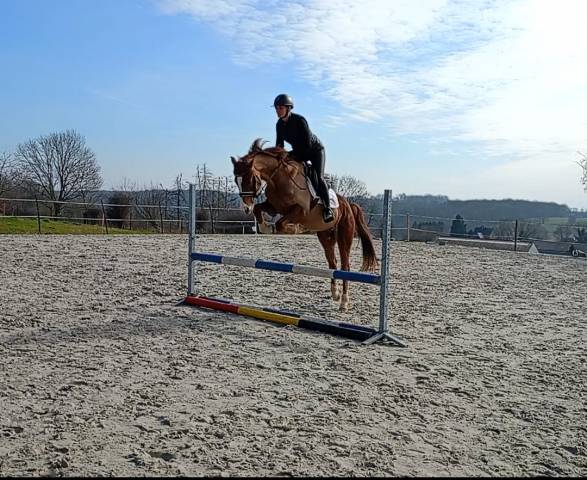 Kupidon Millenium PFS 5ans (960537) | Acheter ce cheval