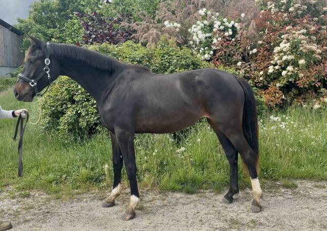 pouliche 2 ans Conte bellini