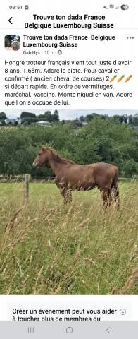 Cheval TF a vendre 