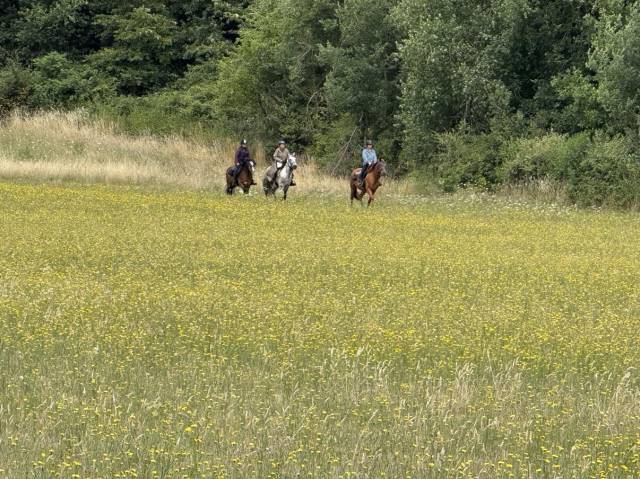Balades et randonnées à cheval 