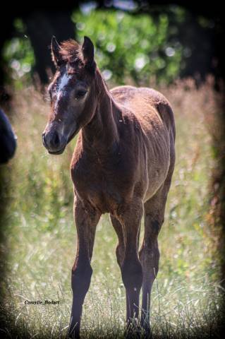 Foal poney