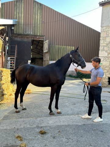 Hongre 3 ans. Petits fils de By Cera d'Ick