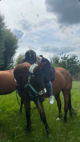 Vente d’un cheval, Appollo, dressé pour le manège.