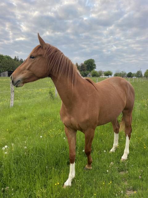 Cheval à vendre jument SBS 3 ans