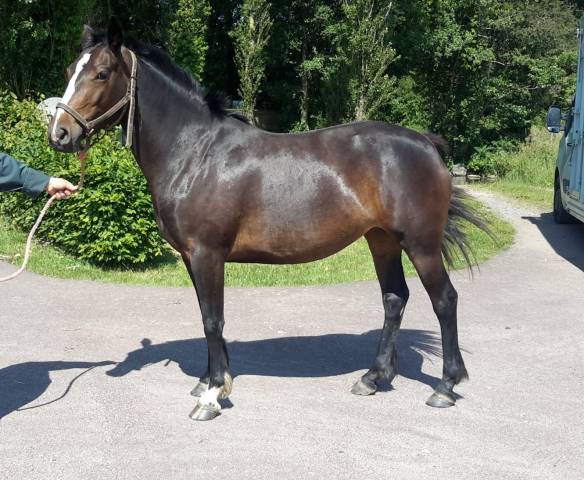 PONETTE D 3 ans