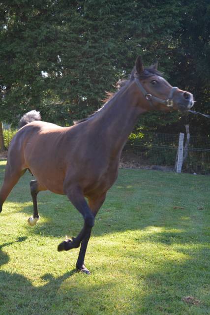 Jument PSA 5 ans (2020) loisirs/reproduction