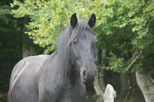 cheval Mérens poulains pouliches hongres juments