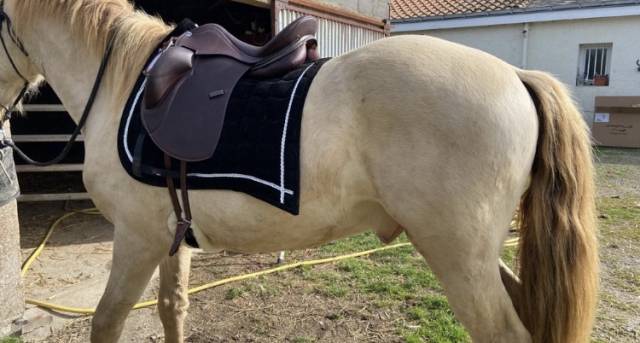 Selle de dressage quasi neuve Erreplus taille 17