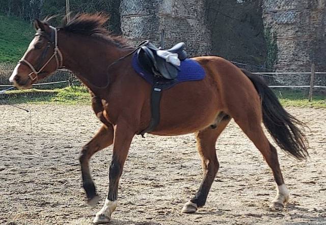 Selle Equip'Horse toute équipée