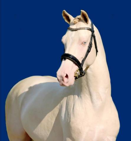 Foal SBSP perlino