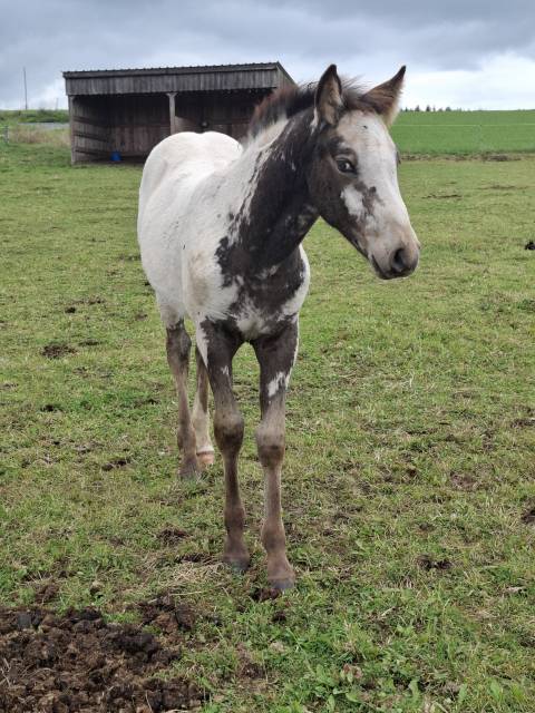 Pouliche PP RBP (croisée Appaloosa Fondation)