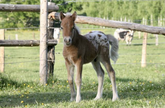 Poulain miniature/shetland