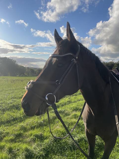 Filet équipe havane 