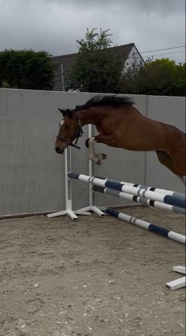 Poney pie