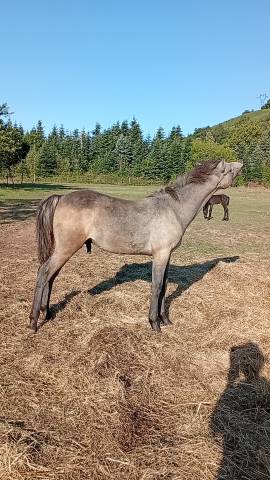 Poulain camargue