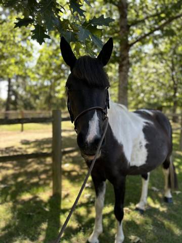 Super ponette club loisirs 