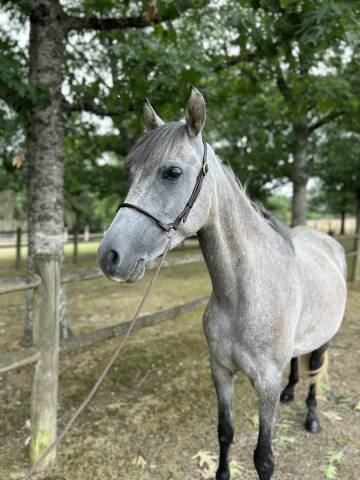 Super ponette D 