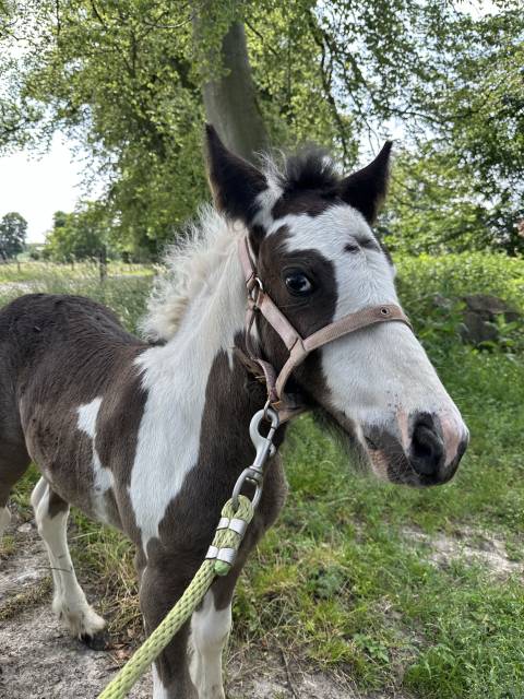 Plusieurs poulain à vendre 