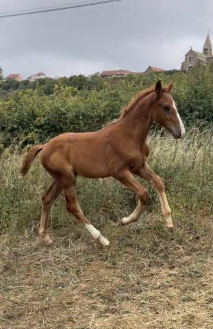 AV ou ÉCHANGE foal sf 