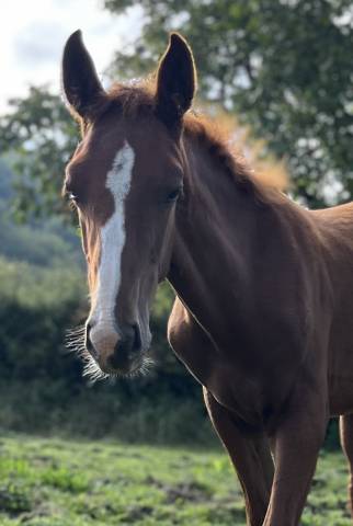 AV ou ÉCHANGE foal sf contre poulinière 