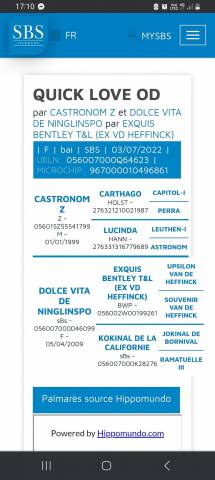 Jument de 3 ans SBS 