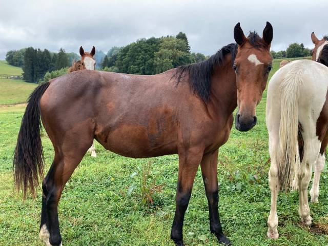 Pouliche zangersheide à valoriser 
