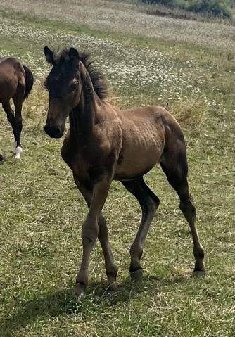Top foal sf par Candy de Nantuel 