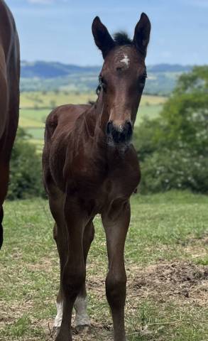 Foal mâle sf joker x Vleut x quidam 