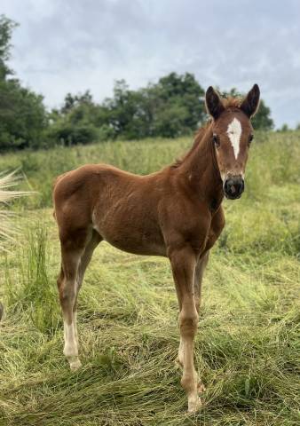 Très jolie pouliche sf par Itoki de Riverland x Mylord 