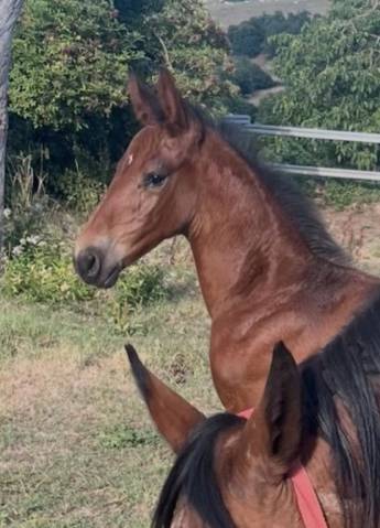 Foal sf sport 