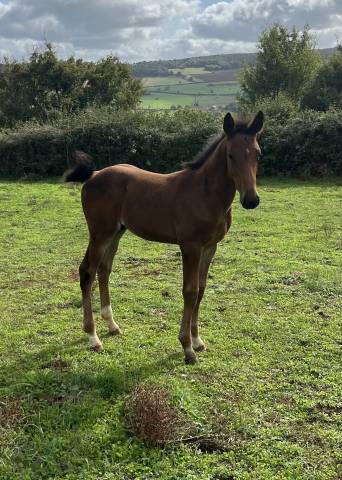 Foal sf sport 