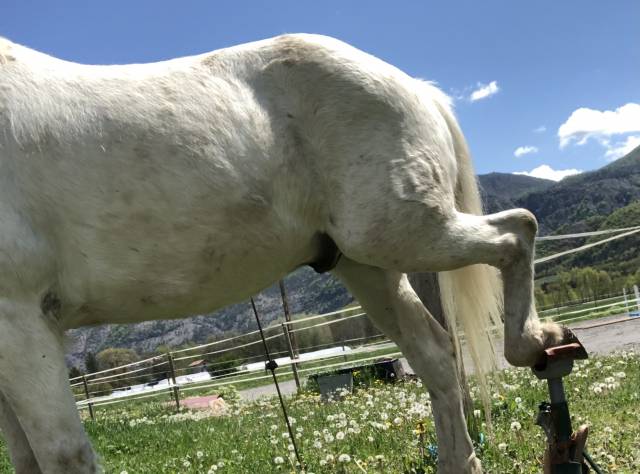 Trépied de maréchalerie « tout en un »