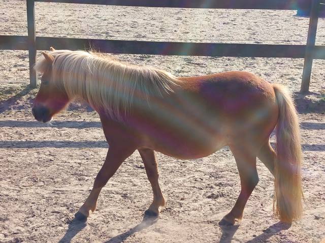 2 BRAVES PONEYS SHETLANDS A VENDRE 