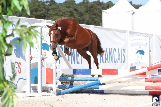2 ans male PFS