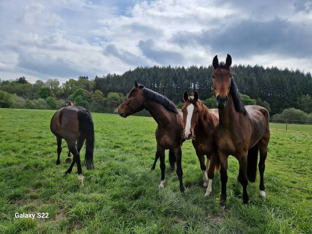 Jeunes chevaux à vendre 