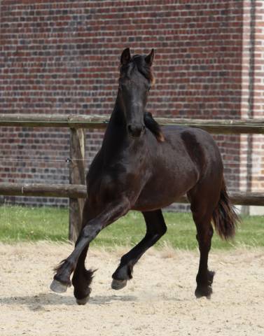 Fleury Blacknight MGC Pouliche Frisonne  &agrave; vendre 1 an