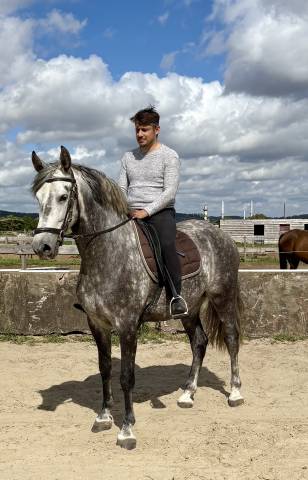 Magnifique Hongre Pure Race Espagnol PP de 8 ans 