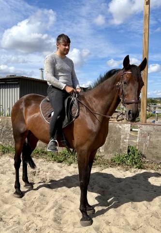 Hongre Espagnol de 15 ans 