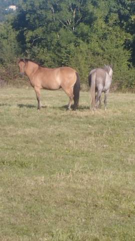 2 jeunes chevaux hongres 