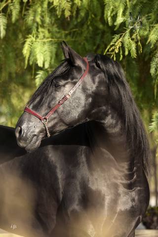 Etalon Pure Race Espagnole noir pour saillies