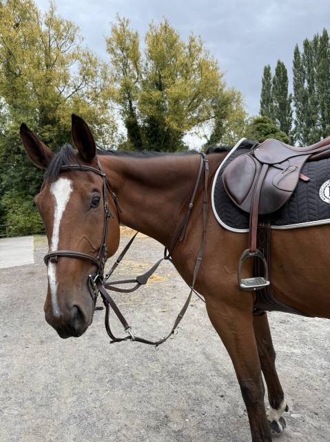 selle Antares de 2018