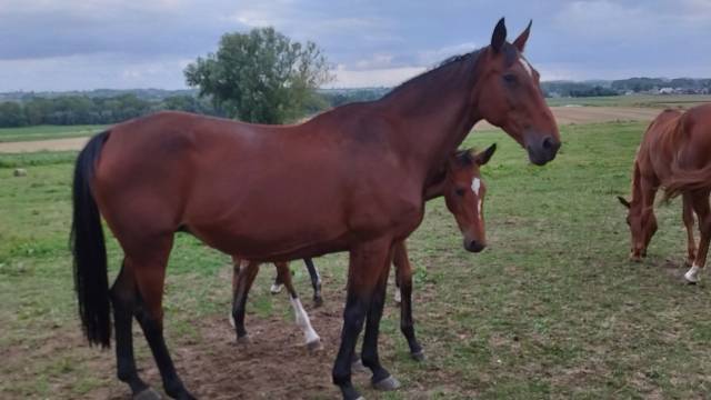 Pouliniere 