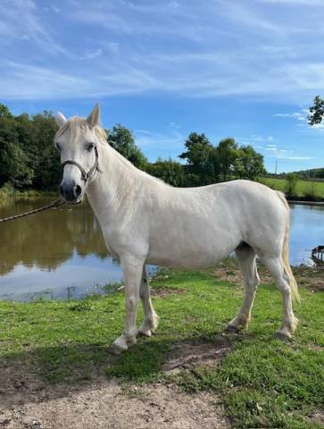 PONEY CONNEMARA POULINIERE