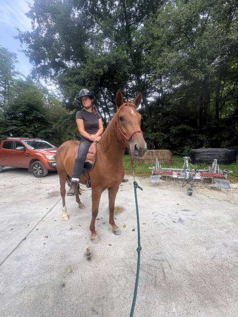 Poney obstacle 