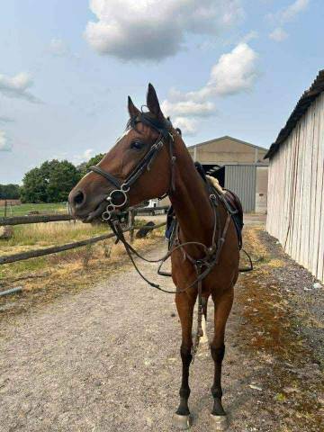 Jument sang froid loisir assurance vie 