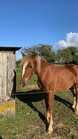 ponette