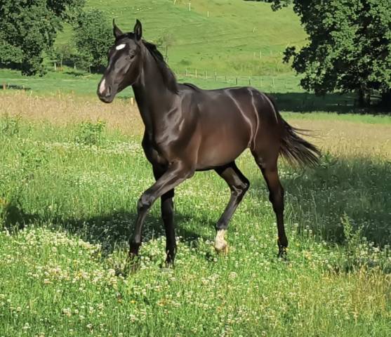 Fantastique yearling de Zangersheide