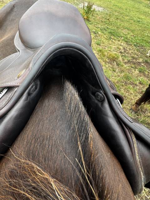 Selle Prestige Roma 17,5 
