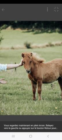 Poulain shetland 